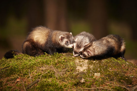 Sable ferret group posing on moss deep in summer forest