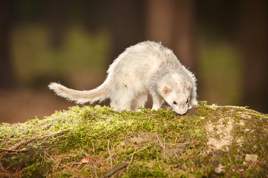 Silver ferret posing on moss deep in summer forest
