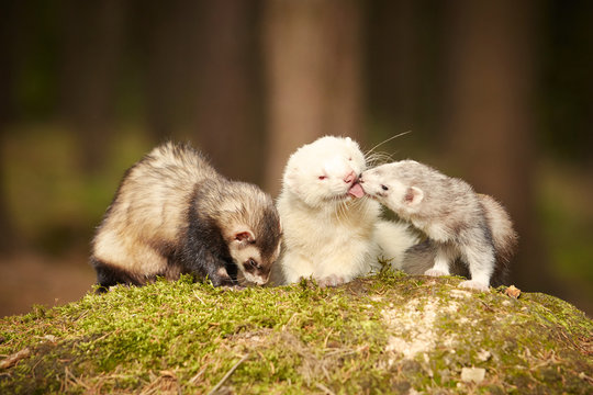 Ferret group posing on moss deep in summer forest