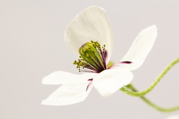 Fototapeta na wymiar White poppies with beautiful details