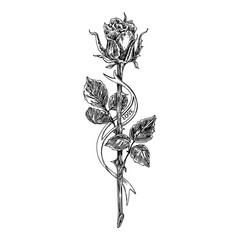 Sketch tattoo. Rose on a long stem and ribbon. Black and white.  Vintage style. Vector illustration © KseniaKrop