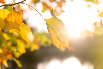 Herbstblätter  im Gegenlicht