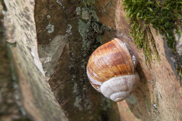 Weinbergschnecke (Helix pomatia)
