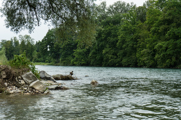 single duck standing on stones next to river