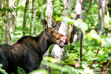 Funny moose face in forest