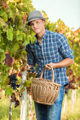 Portrait of young man holding basket and harvesting grapes in vineyard