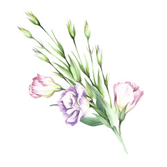 Composition with eustoma. Hand draw watercolor illustration.