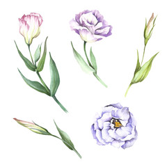 Set with flowers eustoma. Hand draw watercolor illustration