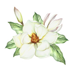 Obraz premium Composition with magnolia. Hand draw watercolor illustration.