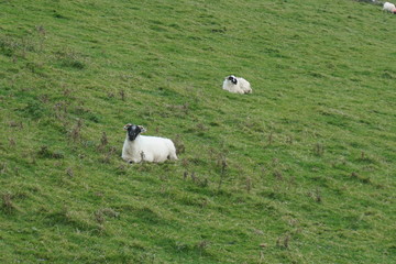 Obraz premium Sheep sleeping in green pasture, Ireland