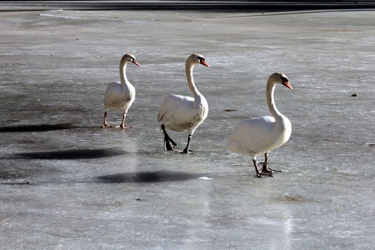 Tre cigni in fila indiana sul lago ghiacciato di San Vito di Cadore BL