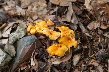 Echter Pfifferling (Cantharellus cibarius)