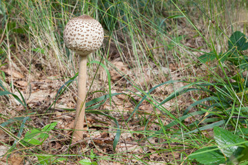 Riesenschirmling (macrolepiota procera) 