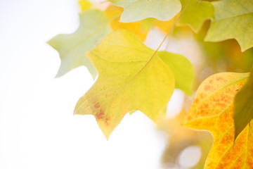 Naklejka na ściany i meble Herbstlich-bunte Blätter