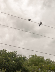 two pigeons outside on top of a train electrical line