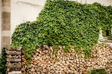 Brennholz © focus finder