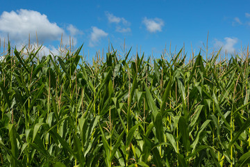 Corn plantation on a blue sky horizon