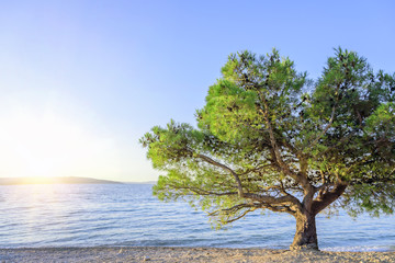 Fototapeta na wymiar Lonely tree on the beach at sunset.