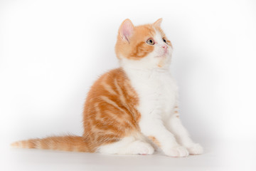 Ginger kitten jumping