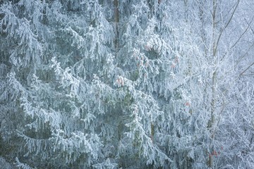 Hoarfrost on spruce branch.