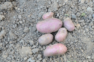 
Tubers dug violet potatoes on dry ground.