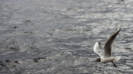 The seagull is flying over Lake Onega