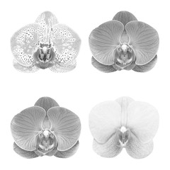 Grey orchid isolated on white  background