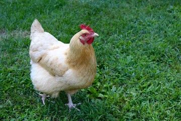Chicken IV