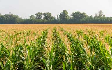 Corn, field of corn © dejtan05