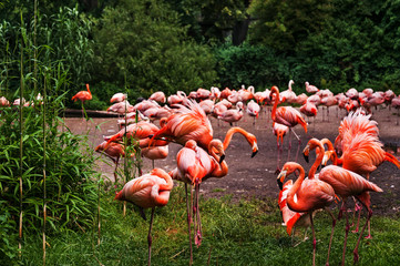 Flock of pink flamingos on green background.