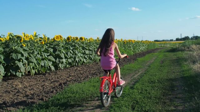 Child riding a bike outdoors. Little girl riding a bicycle on a sunflower.