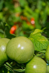 Tomato in the garden