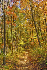 Shaded Trail in the Fall