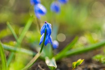Blooming siberian squill