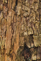 Closeup of the bark of an old tree