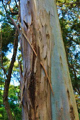 Closeup of the bark of an old tree