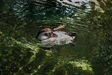 Penguin Swimming underwater in blue water.