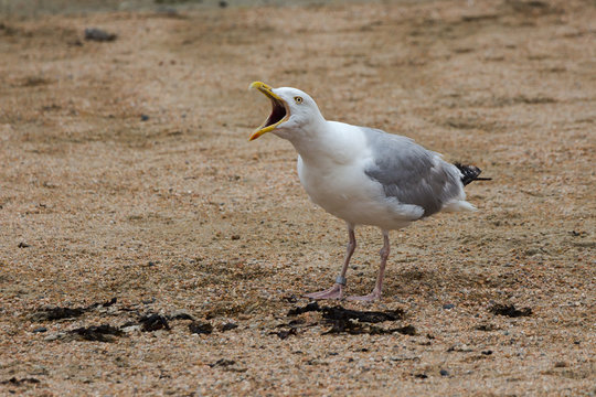 Angry Seagull