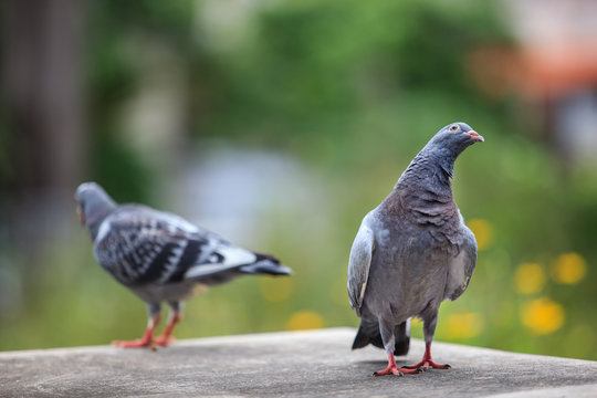 young homing pigeon bird on home loft with green environment background