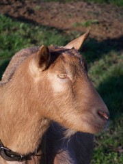 Fototapeta premium Deutsche Edelziege Kopfporträt
