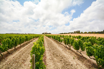 Fototapeta na wymiar Old vineyards with red wine grapes in the Alentejo wine region near Evora, Portugal Europe