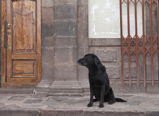 Black Babrador in Peru