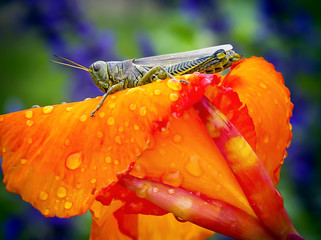 Grasshopper on a flower