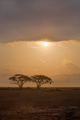 African Acacia Trees at Sunrise