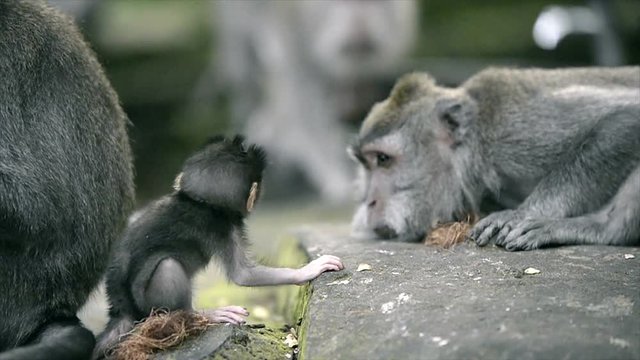 Baby monkey and adult monkeys around at Sacred Monkey Forest Ubud Bali Indonesia .