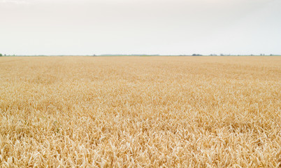 Farmland field of wheat stretching to the horizon