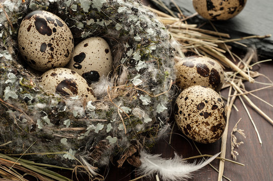 quail eggs in a nest over old wooden background close-up
