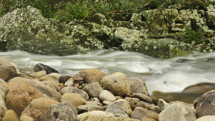 rainforest river with flowing stream