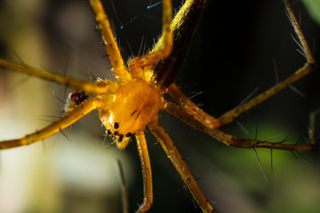 Close up spider and web in Thailand.
