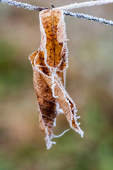 Frozen plants and leaves with details at the end of autumn